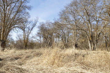 Yellow dry grass between leafless trees in autumn
