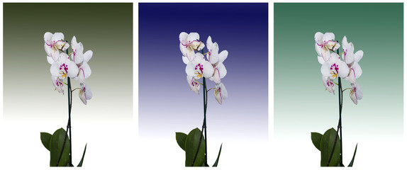 Orchids on a colored background