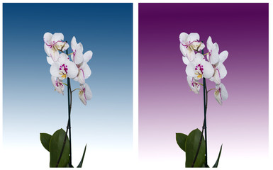 Orchids on a colored background