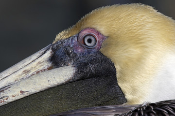 Brown Pelican (Pelecanus occidentalis) close up with eye wide open.