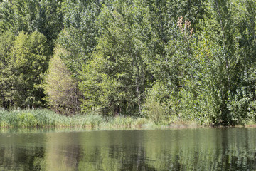 Green trees on the banks of a river reflecting in the water
