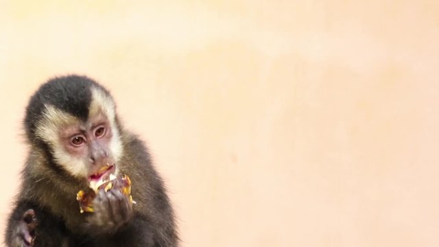 Macaco-prego comendo banana.