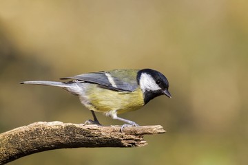 Adamello Natural Park,Lombardy,Italy.Titmouse