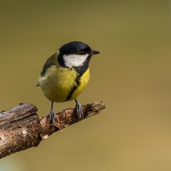 Great tit on a branch