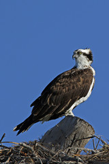 An Osprey (Pandion haliaetus) standing on a nest looking for its mate.