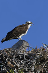 An Osprey (Pandion haliaetus) standing on a nest calling for its mate.