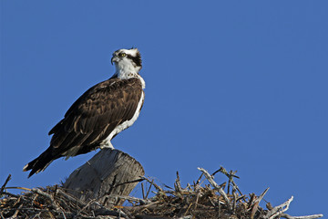 An Osprey (Pandion haliaetus) standing on a nest looking for its mate.