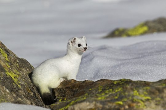 Stoat standing on rock at Stelvio National Park