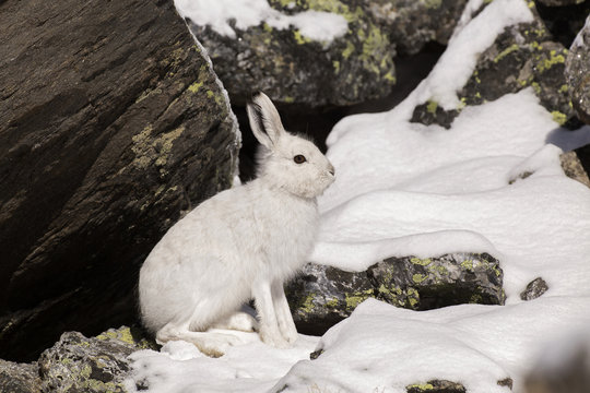 Stelvio National Park,Lombardy,Italy.Hare