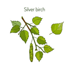 Silver birch branch with leaves