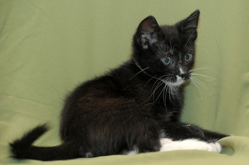 Funny black and white kitten