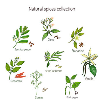 Natural spices collection