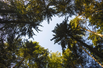 the tops of the trees summer quiet day