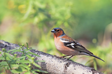 bird Finch is walking on a log in spring Park