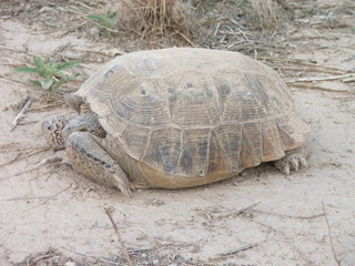 Fototapeta premium desert turtle Tortuga del desierto 