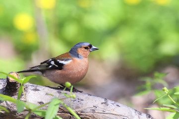 a bird Finch is walking on a log in spring Park