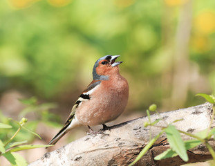  Chaffinch sings in spring Park in Sunny weather