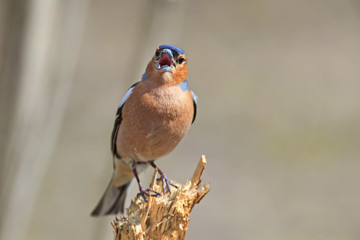 bird Chaffinch sings the song while standing on a stump in the forest