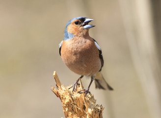 bird Chaffinch sings the song while standing on a stump