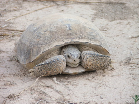  desert turtle Tortuga del desierto 