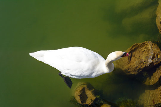 Schwan von oben beim schwimmen im See