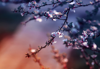 cherry branch at sunset with white delicate flowers bloom in spring