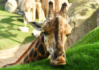 Close-up of a beautiful giraffe eating grass
