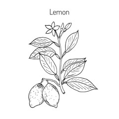 Hand drawn lemon branch