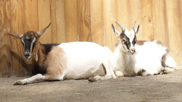 Two goats in the farm