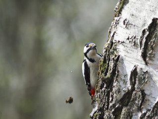 the bird is a woodpecker sitting on the birch and looking for insects