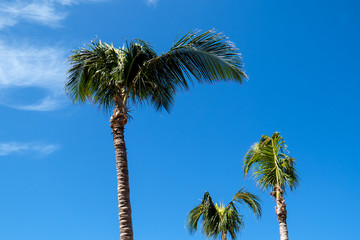 Tropical nature: Many palm trees with a crystal clear blue sky. New Providence Island, Nassau, Bahamas.