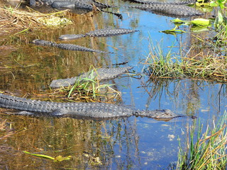 Group of American alligators at Evergaldes National park in florida