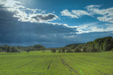 Dark clouds over meadow