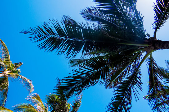Tropical nature: Many palm trees with a crystal clear blue sky. New Providence Island, Nassau, Bahamas.