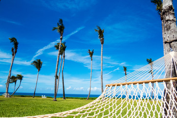 Tropical nature: Many palm trees with a blue sky, a hamak & the ocean. New Providence Island, Nassau, Bahamas. © Alex