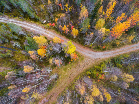 Aerial view of forest 