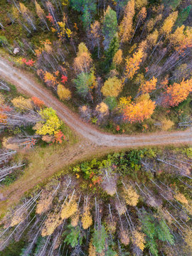 Aerial view of trees and road in forest 