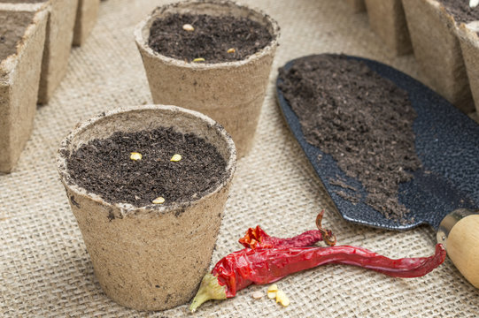 sowing seeds chilli in containers biodegradable eco peat