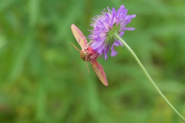 Unusual butterfly pink-purple color sitting on a flower.