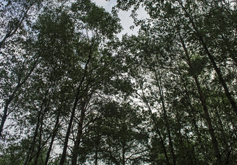 tall pine trees on background of blue sky