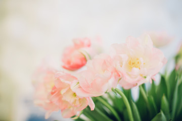 Obraz na płótnie Canvas blur background. bouquet of soft pink tulips. spring 