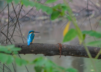 Commonkingfisher 