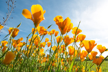 Poppies in a field