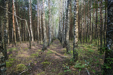 Obraz premium birch grove on a summer morning