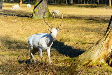 Obraz premium Herd of white fallow deer in nature at sunset. Fallow deer in rut. Latin name - Dama dama. Rare albino fallow deer.