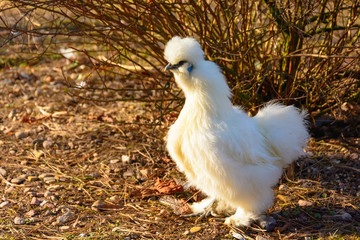 White hen on the farm. Gallus gallus domesticus. Hen searching for food in the paddock. Hens at sunset.