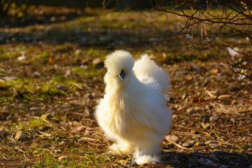 White hen on the farm. Gallus gallus domesticus. Hen searching for food in the paddock. Hens at sunset.