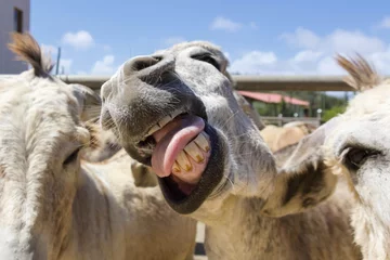 Abwaschbare Fototapete Esel Nahaufnahme des lustigen Eselgesichts auf Aruba