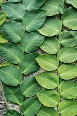 green big leaves old wall decorated in garden background