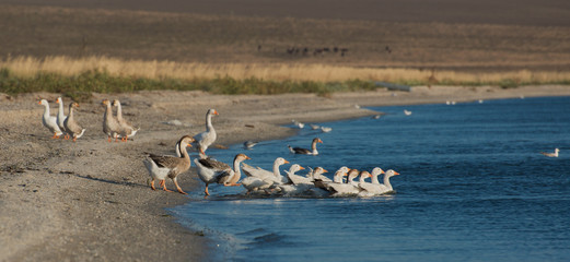 Geese walk along the shore into the water